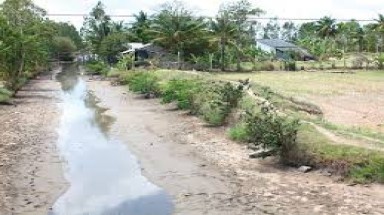  Lúa Hè Thu tại Tiền Giang bị thiệt hại do thiếu nước