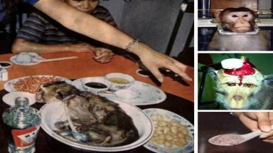  Mầm bệnh từ óc khỉ
