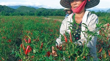  Đắng cay ớt mình!
