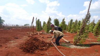   Gia Lai: Thương lái Trung Quốc “tận thu” rễ tiêu