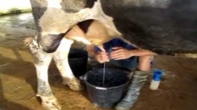  Tiềm ẩn nguy hại vì sữa bò kém chất lượng