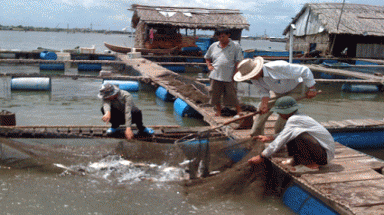  Phát triển bền vững nghề nuôi cá lồng bè Long Sơn: Phải cải tạo môi trường 