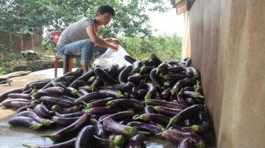  Sống khỏe nhờ cà tím Thái Lan