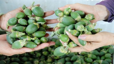 Nhiều đồn đoán xung quanh việc mua cau non tại Hậu Giang
