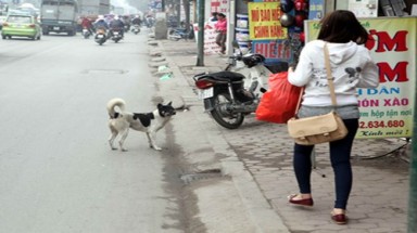 Thả rông chó là hành vi kém văn hóa và phạm pháp