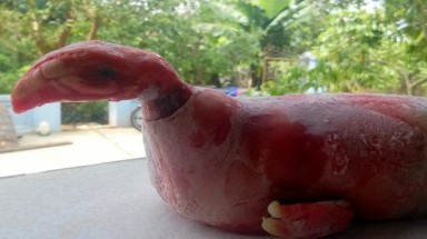  Thanh Hóa: Heo mẹ đẻ ra "quái thú" mình heo đầu gà