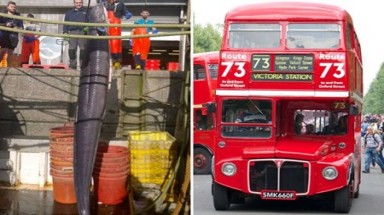  Bắt được lươn khổng lồ cao hơn xe bus 2 tầng