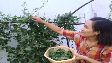  Mồng tơi không chỉ ăn cho mát