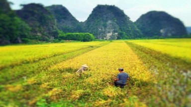   Mùa vàng ở Tam Cốc