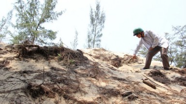   Quảng Ngãi: Xới tung rừng dương, xúc trộm cát ven biển