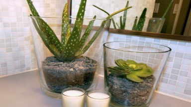 Những loại cây xanh hữu ích nên trồng trong phòng tắm