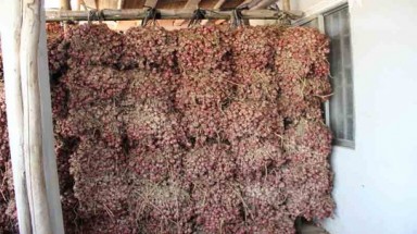   Hành tím Vĩnh Châu tăng giá gấp 5 lần, xuất hiện nạn găm hàng