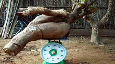  Bến Tre: Nông dân đào được củ sắn gần 60 kg