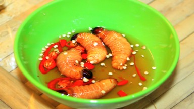  Mối nguy hiểm từ nhộng tằm, đuông dừa