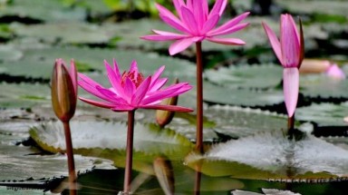   Chữa bách bệnh với giá siêu rẻ nhờ cây hoa súng