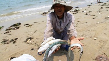 Hội Nghề cá VN đề nghị đẩy nhanh việc xác định nguyên nhân cá chết