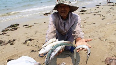  Thừa Thiên - Huế hỗ trợ ngư dân bị ảnh hưởng do hải sản chết bất thường