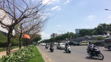  TP HCM: Kiến nghị điều tra vụ hàng loạt cây xanh bị đầu độc