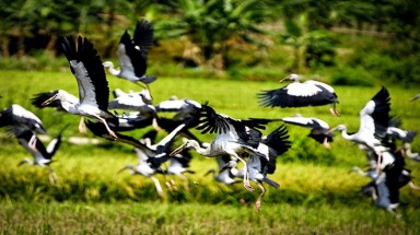   “Chim lạ” xuất hiện ở Bát Xát - Lào Cai là Cò Nhạn