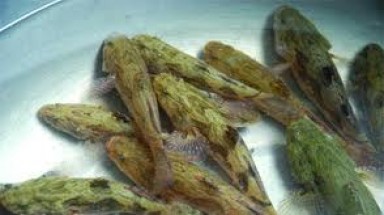  Ô nhiễm nguồn nước cá sông Sê Rê Pôk và thượng nguồn sông Đồng Nai giảm mạnh