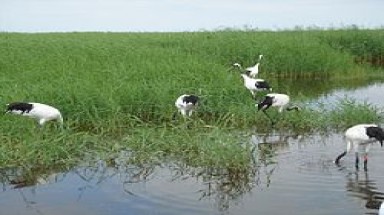  Đất ngập nước là gì?