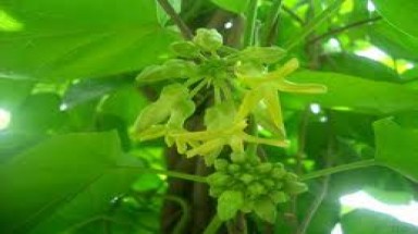  Mô hình trồng hoa lý ở Nam Anh 