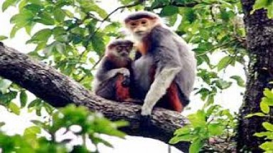  Lập phương án bảo tồn đa dạng sinh học trong vùng cảnh quan Nam Trường Sơn 