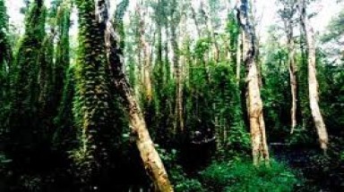 Cần có biện pháp mạnh ngăn chặn tình trạng phá rừng thông ở Mang Yang