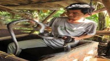  Triển vọng từ mô hình nuôi rắn mối 