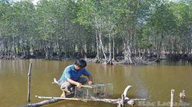  Bạc Liêu: Mô hình nuôi tôm - cua dưới tán rừng 
