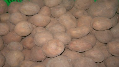  Tiêu hủy 26 tấn khoai tây Trung Quốc nhiễm độc