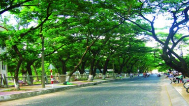  Tình nguyện giữ màu xanh cho những con đường 
