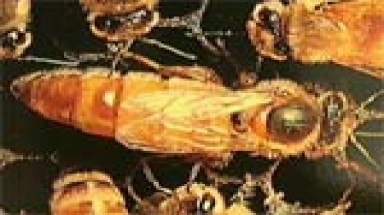  Vì sao ong chúa sống lâu gấp 10 lần ong thường?