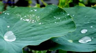  Nước mưa có sạch không?