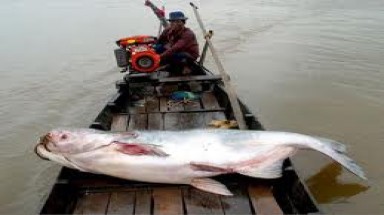  Bắt được con cá Tra Dầu quý hiếm trên sông Tiền nặng 63 kg 