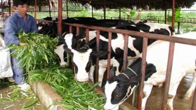  Nam Định triển khai dự án “Ngân hàng bò” 