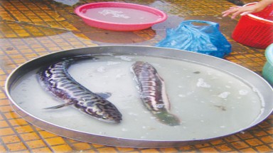   “Cọp nước” miền Tây