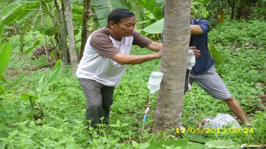     Sống khỏe nhờ cây dó bầu