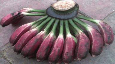 Chuối hột rừng:Thuốc quý 