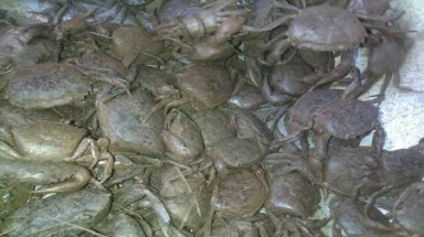   Đủ trò gian dối hại người