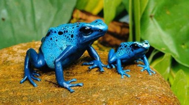   Loài ếch cực độc có thể giết cả... voi