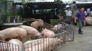    Giá 1kg lợn hơi xuất chuồng của nông dân chỉ bằng bát phở