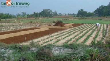  Hành trình về với Lý Sơn