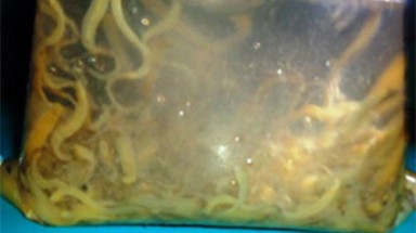Phát hiện sinh vật lạ dưới nước ở Cà Mau