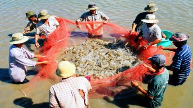  Trà Vinh: Buộc phải thu hoạch sớm hơn 1.200 tấn tôm non 