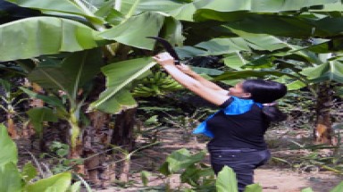 Trồng cây lấy lá thay túi ni lông