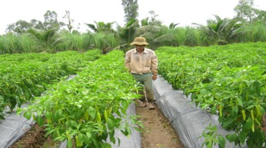     Trồng ớt sừng trâu lời gấp 10 lần trồng lúa
