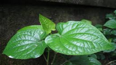  Bài thuốc quý từ lá lốt