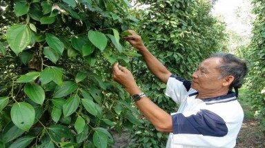  Đắk Lắk khuyến cáo đồng bào thận trọng khi đưa giống tiêu lạ vào trồng đại trà