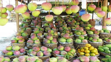  Trồng xoài Úc vẫn kiếm bộn tiền